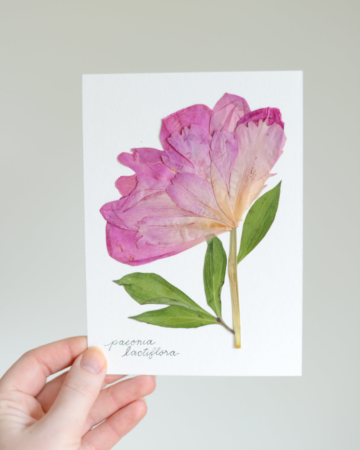Unframed Botanicals 5x7" - Spring Equinox Collection