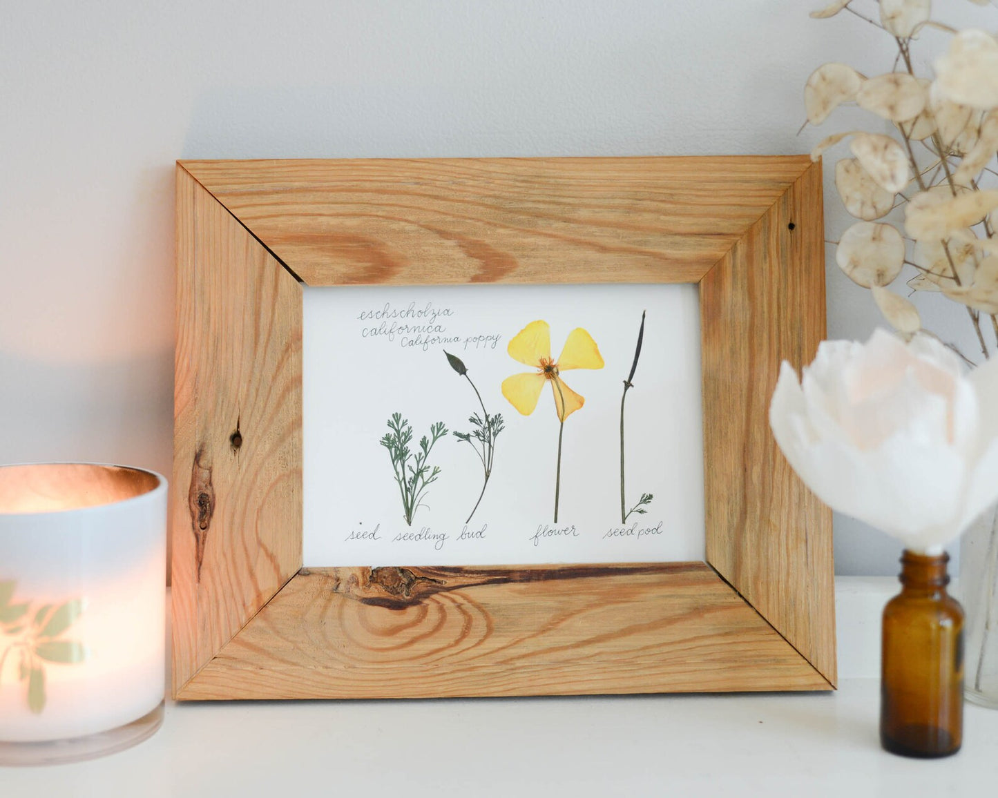 Lifecycle Collection - Art Print of Pressed Flowers