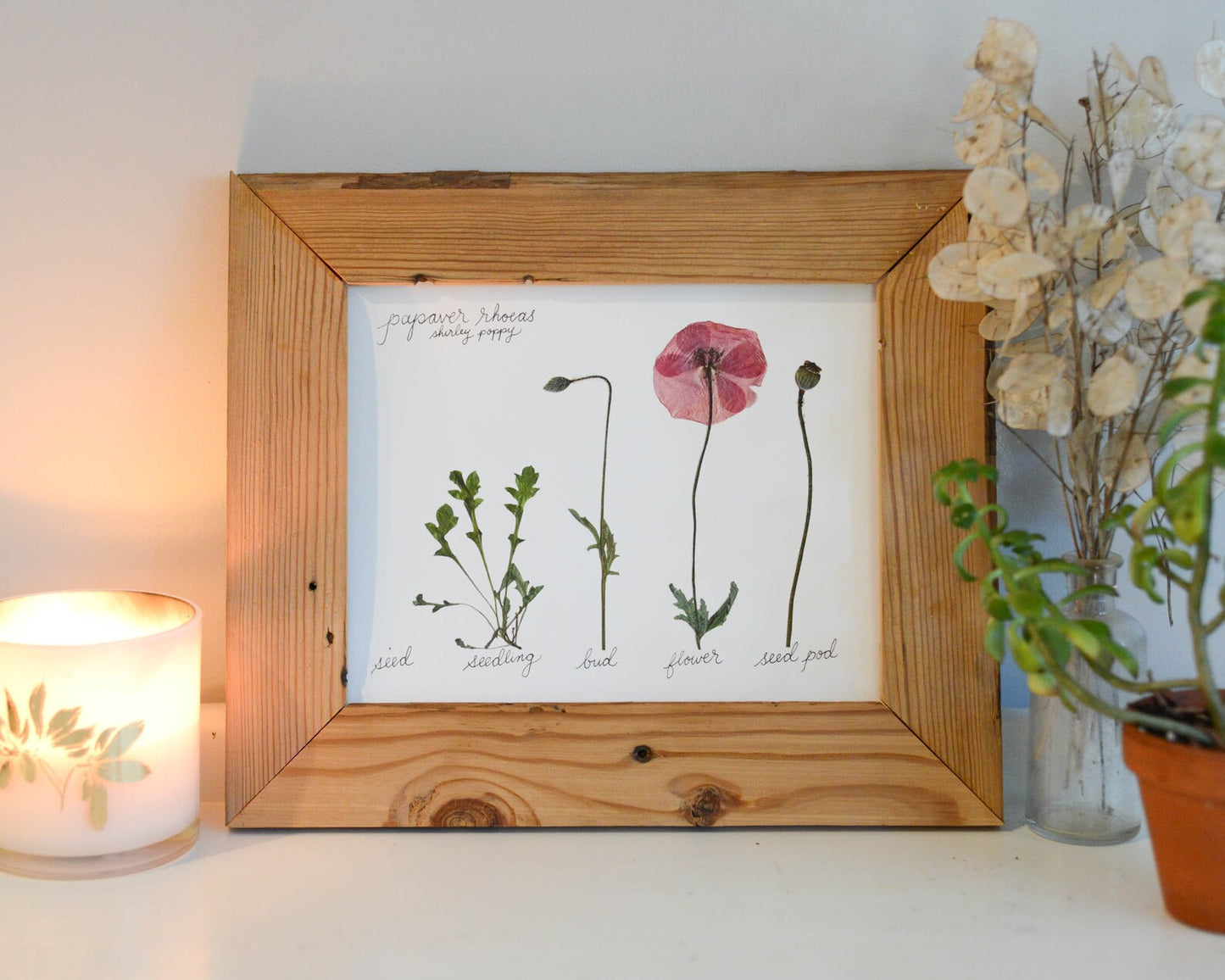 Lifecycle Collection - Art Print of Pressed Flowers